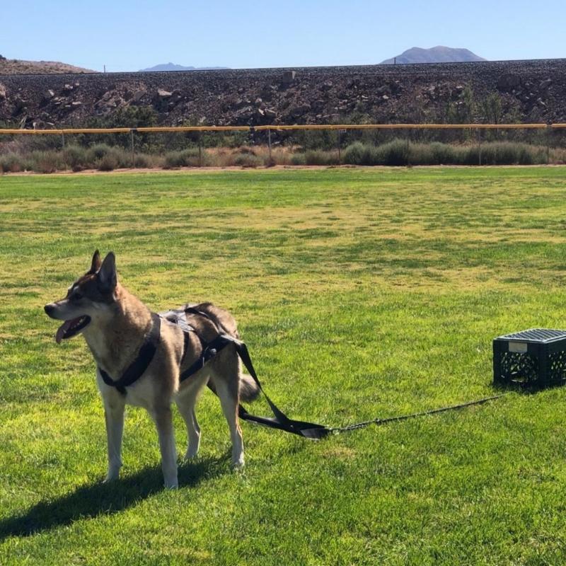 Imbracature per slitta da cane Pet Strong Training Sledge Supplies Imbracatura da slitta per cane da allenamento