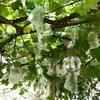 Nylon-Netzbeutel, Obst-Insektenbeutel, Vogelbeutel, Reis-Einweichbeutel, Samenbeutel, Zuchtbeutel, Garn-Netzbeutel, Absacken