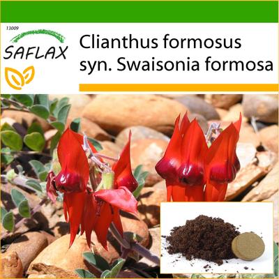 Pisello del deserto di Sturt - 20 semi - Con substrato da vaso per una migliore coltivazione - Clianthus formosus