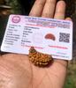 LAB CERTIFIED 1 Mukhi RUDRAKSHA Ekmukhi Rudraksh 1 Piece Iskon Gem Testing Laboratory, Yoga Prayer Healing Meditation Free Ship