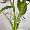 Transparent Plant Stem Fixer and Gatherer for Potted and Art Flowers - Monstera Clip Support