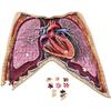 Dr. Livingstonova anatomická skládačka lidského hrudníku