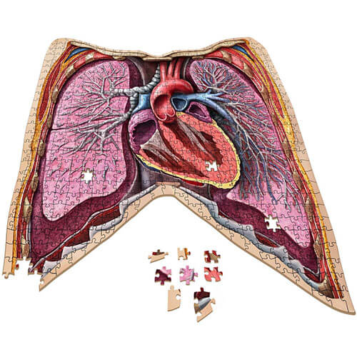 Dr. Livingstonova anatomická skládačka lidského hrudníku