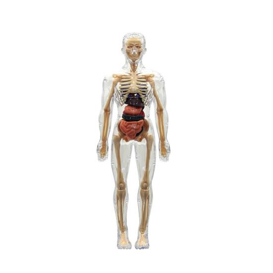 Clear Human Body Structure Model Kit 28-Piece Removable Anatomy Figure 3D Assembly Set DIY Human Torso Organ Model for Education And Demonstration
