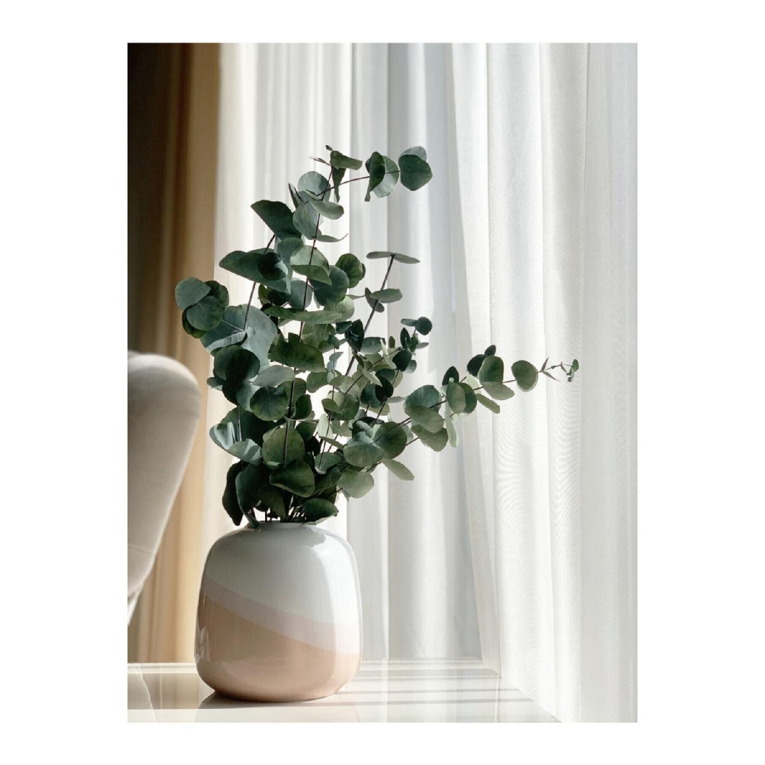 

Big Shocked Eucalyptus Bunch