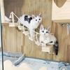 Wall House for Cat Tree Sisal Rope Toys for Cats Customized Solid Wood Elevated Playground Suspension Bridge Pets Pet Furniture