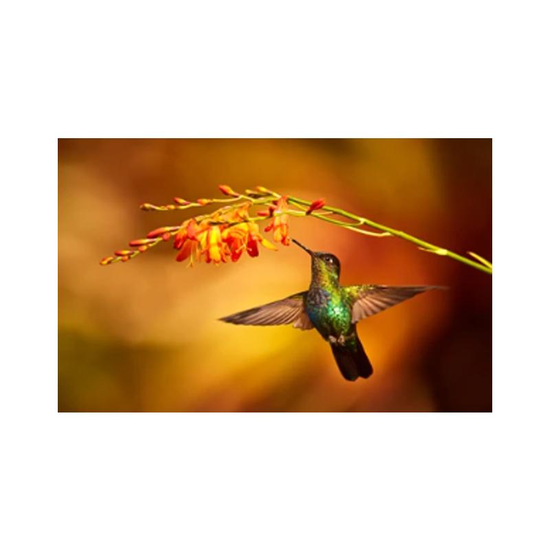 Hummingbirds Posters and Prints Canvas Painting Bird Animal Cuadros Wall Art Pictures for Living Room Modern Home Decor No Frame