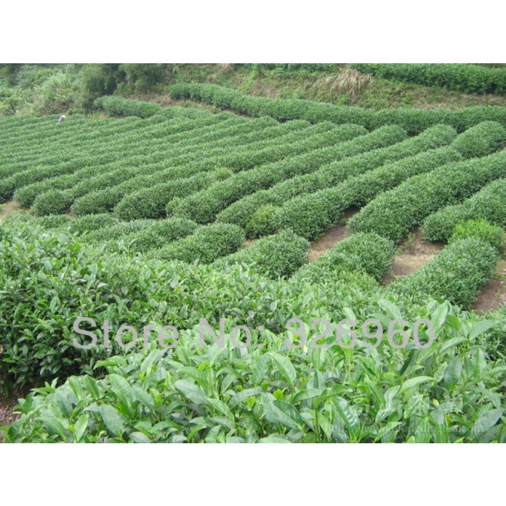 15 Bags Assorted Tea Green Tea Milk Oolong Dahongpao Variety Pack