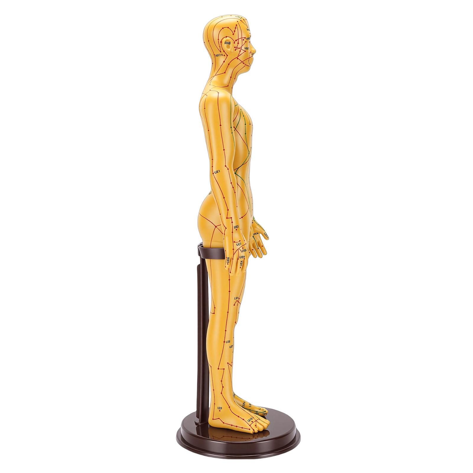

Acupuncture Model Accurate Full Body Human Acupoint Model with Base Rotatable Arms for Teaching Student Demonstration