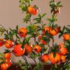 6-Fruit Artificial Pomegranate Branches DIY Fake Plants Simulation Foam Fruit Tree  Home Garden