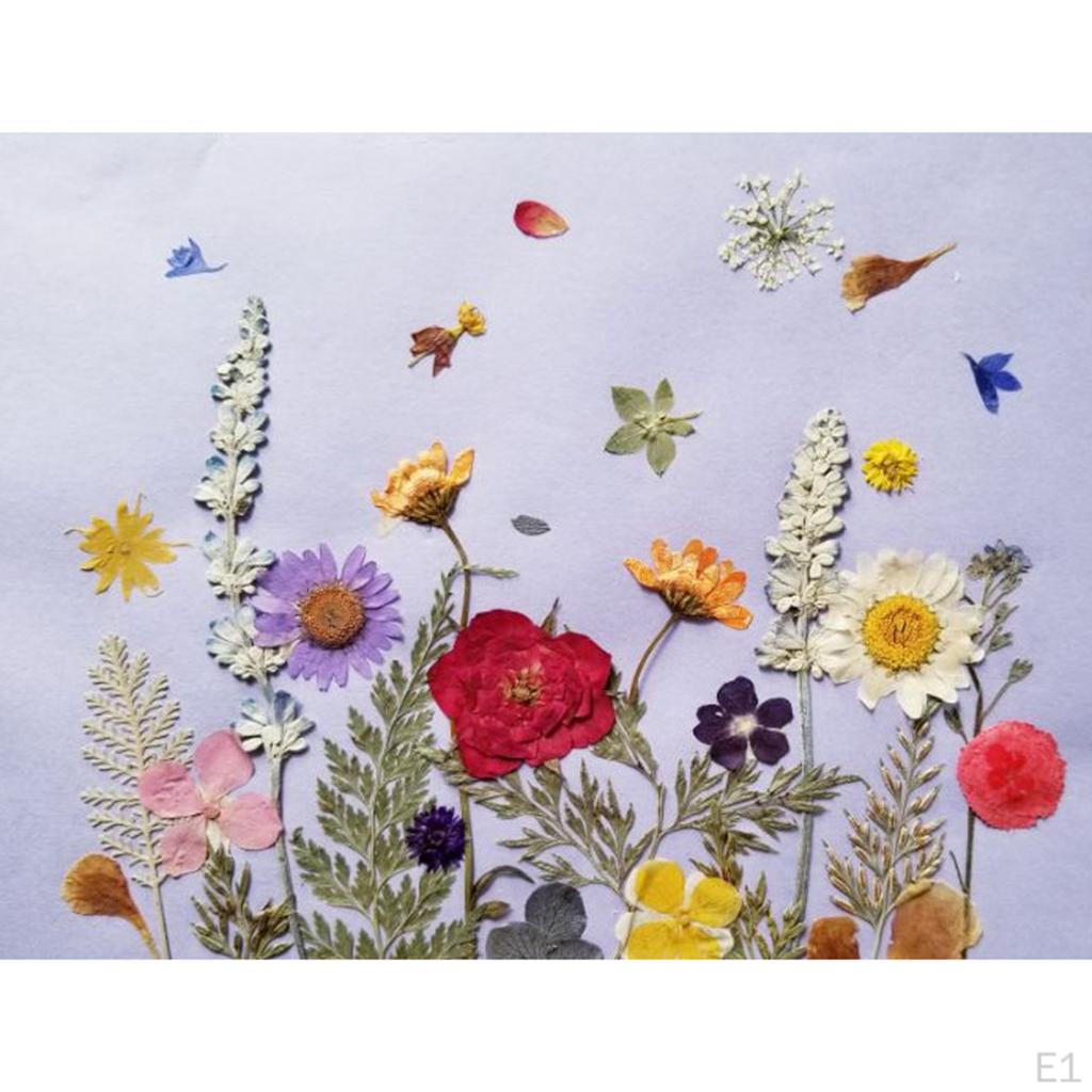 12 Pressed Wintersweet Flower Dried Floral Embellishments Card making Scrapbooking Art Crafts