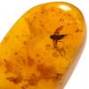 SCIENCE Dominican amber in Dominican Republic Insects in Amber Dominican Republic Original specimen case included Dominican amber with insects