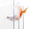 Self Circulating Small Goldfish Tan Transparent Transparent Aquarium New Desktop Fish Tank  Home