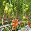 100pcs Climbing Plant Vertical Growth Support Clip Growing Assistance Holder For Tomato Plant And Vegetable Stems