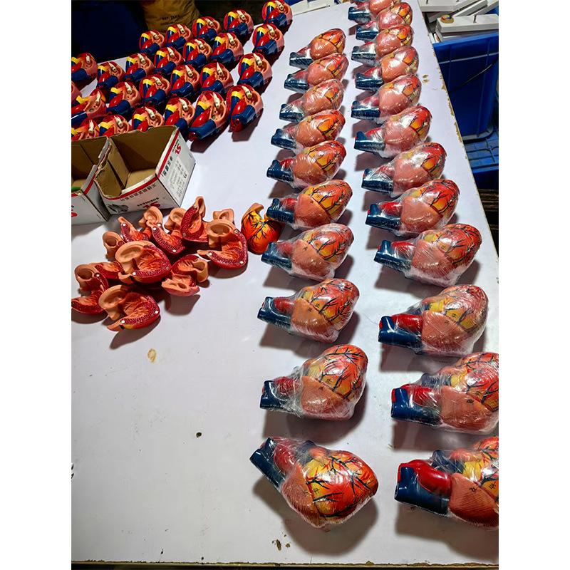 Removable Human Heart Anatomy Model with B-mode Color Doppler