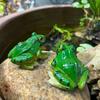 Simulated Frog Ornament, Water Tank, Fish Tank, Water Dispenser, Water Pool, Landscape Design, Resin Submerged Handicraft