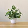 Artificial Plants Bonsai Fake Plants  Home Decoration Accessories  Plant  Plant Pot  Office Decoration  Living Room Decoration