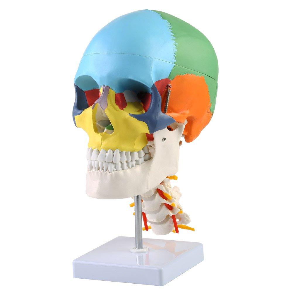 VERY100 High-Quality Skull Model, Temporomandibular Joint, 3D Puzzle, 4D Skull Anatomy Model, Life-Size, Disassemblable, Colored, Medical Model, Model