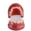 Dental Lab Teeth Malocclusion Model Demonstration Model for Training Studying Teaching Oral Model Dentistry Tools