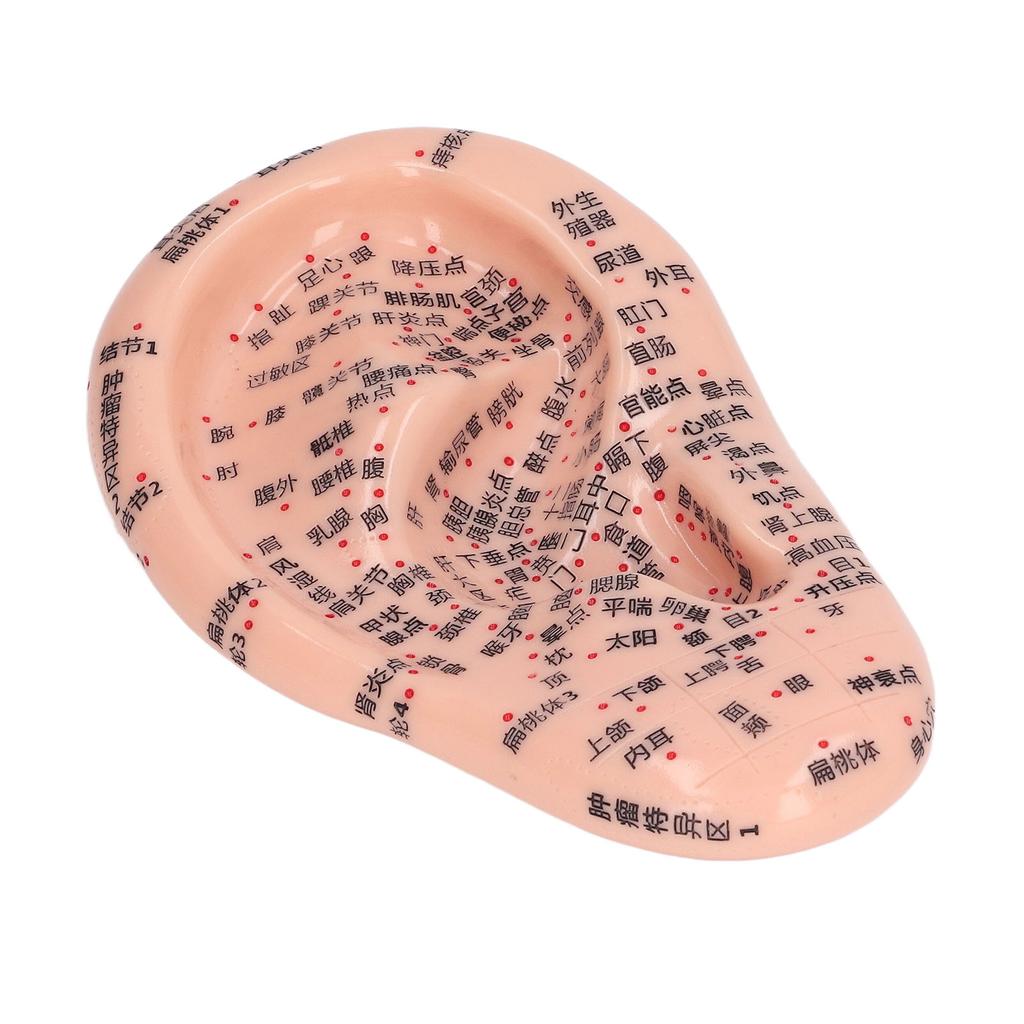 6.7in Ear Acupuncture Model Silicone Engraving Ear Massage Acupuncture Model for Home Laboratory