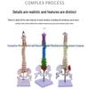 45CM Colorful Human Spine Model: Includes Vertebral Column, Pelvis, Femur, Coccyx, Lumbar, and Cervical Vertebrae for Chiropractic Use.