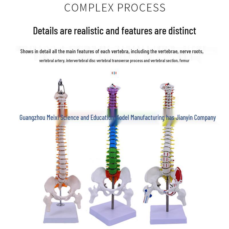 45CM Colorful Human Spine Model: Includes Vertebral Column, Pelvis, Femur, Coccyx, Lumbar, and Cervical Vertebrae for Chiropractic Use.
