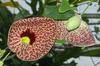 SAFLAX Dutchman's Pipe - 80 Seeds - Aristolochia Littoralis