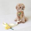 MAISON DE MIU Petsnal Color Leash Yellow