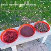 Plastic Round Sieve Winnowing Basket - Household & Commercial Fine Mesh Filter for Drying and Sifting Rice & Vegetables - Imitation Bamboo Weaving
