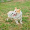 Haine pentru animale de companie Model de desene animate Salopetă pentru animale de companie Respirabilă Confortabilă din bumbac moale Pulover pentru câini Articole pentru animale de companie