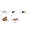Life Cycle Animal Figures Toy Animals Cognitive Playset Science Frogs Model for