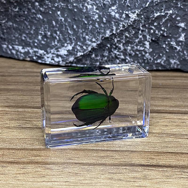 Okazy Owadów: Prawdziwy Pająk, Skorpion, Osa Błotna w Przezroczystej Żywicy do Nauczania i Dekoracji