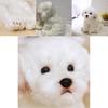 Adorable Jouet en Peluche Bichon Maltais Blanc, Rempli de Fibre, Animal en Peluche à Poils Longs, 33x24x16cm/38x26x21cm