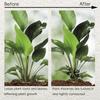 4pc Plant Fixing Clip Plant Climbing Support Frame Flower Stem Folding Frame Stem Finishing Period Gardening Tools and Equipment