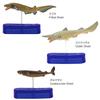 Carolata Shark Family 3D Encyclopedia 9 Species Includes Instruction Manual and Realistic Figure Box Toy Educational Toy Gift Present Food Sanitation