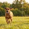 15/30M Dog Runner for Yard Metal Buckle Dog Tie Out Trolley Wire Rope  Outdoor Yard