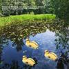 Entenküken Lockvogel Kunststoff Fischteich Ornament Schwimmende Ente Hohe Simulation Wasserdekoration Super Süß für Schwimmbad
