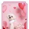 Pet Spring Summer Cake Dress Three-dimensional Flower Lace Teddy Bigbear Holiday Dress