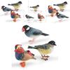 Animal Model Desktop Decor With Plastic Material For Educational Display And Bird Enthusiasts