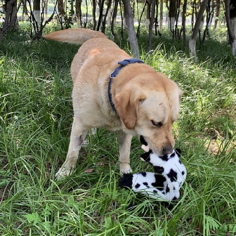 Dog Squeak Toy Interactive Chew Toy Unstuffed Plush Animal Reduce Boring