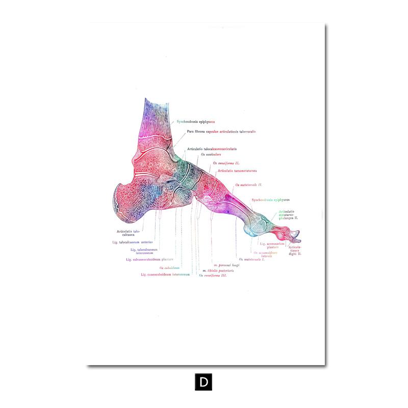 

Современный цветной анатомический рисунок человека, медицинский скелет, структура, постер для ног, скандинавский холст, образовательная декоративная живопись, настенное искусство 30x40cm No Frame