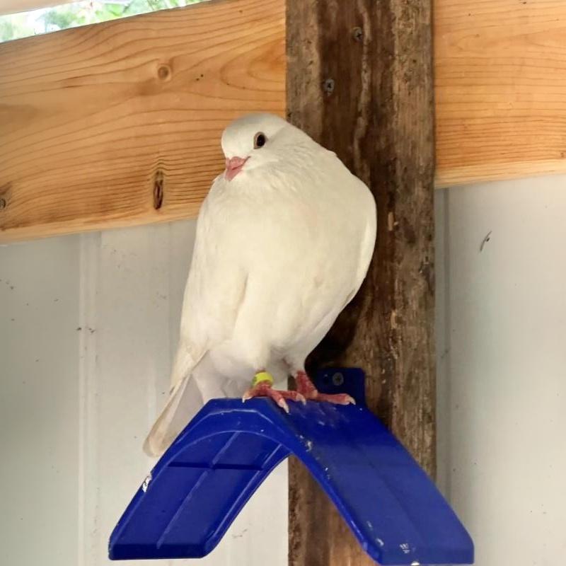 Lightweight Pigeon Perch Durable Portable Standing Holder Weatherproof Birdcage Accessory for Balcony Bird Loft