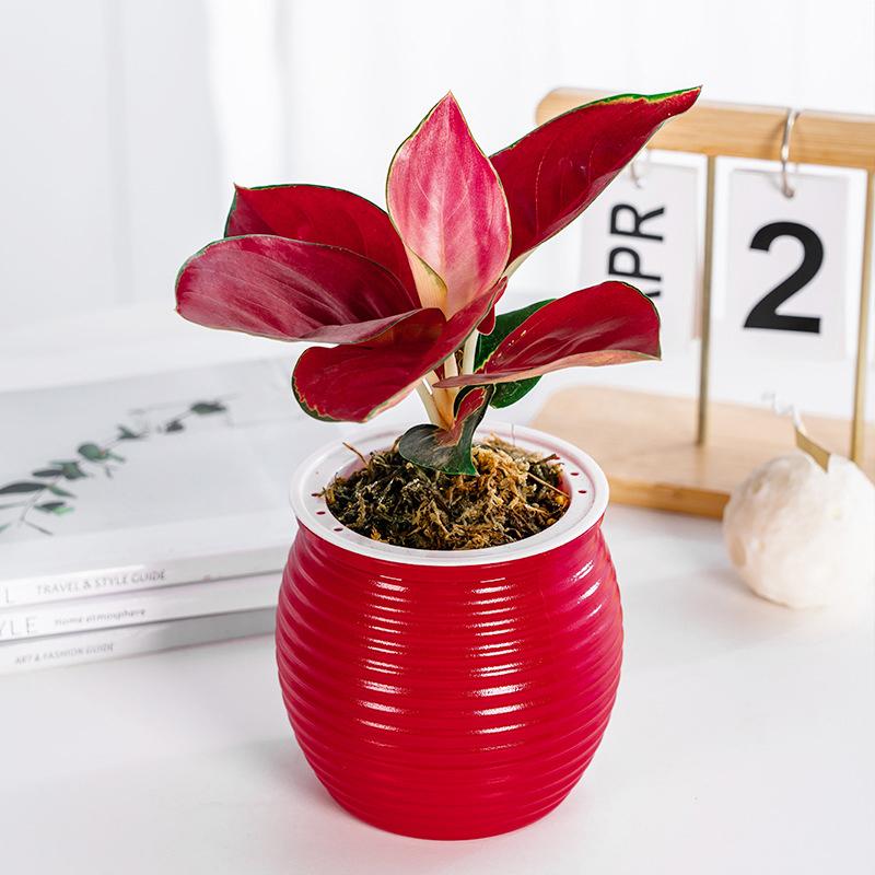 Self-Watering Planter Pot with Transparent Spiral Design for Orchids & Pothos Lazy Desktop Hydroponic Flowerpot