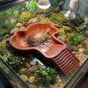 Anti-Slip Base Turtle Soaking Tub with Ramp Turtle Water Pool Reptiles Water Dish  for Small Pet