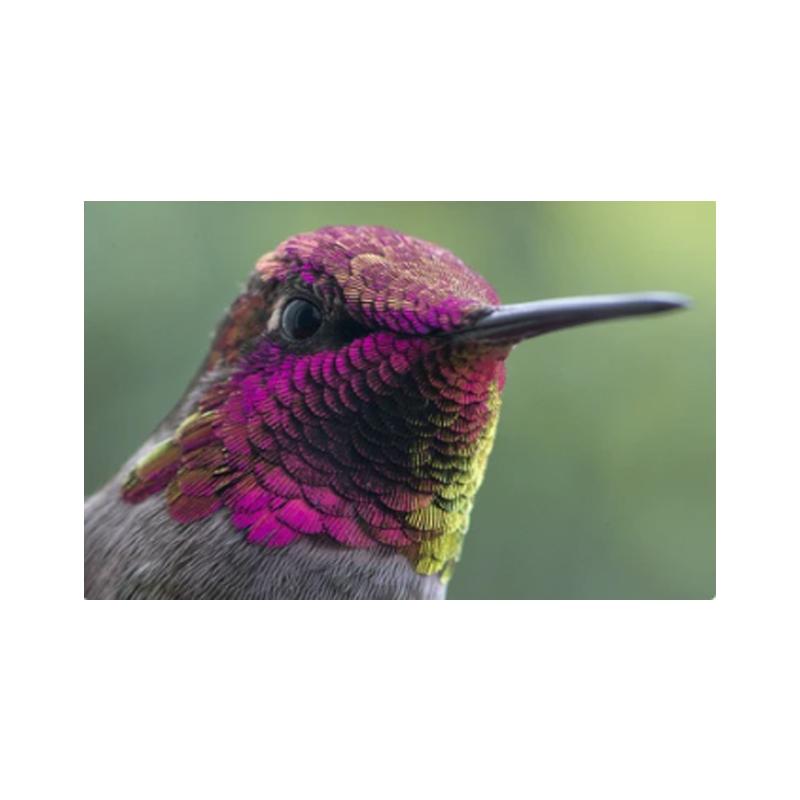Posters and Prints with Hummingbird, Canvas Painting, Birds, Animals, Cuadros, Wall Art Paintings for the Living Room, Modern Home Decor,