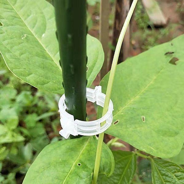 Tomato & Vine Support Clip for Green Plants