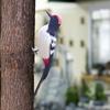 Modelo de Pájaro Carpintero Realista Estatua de Animal Artística para Patio