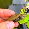 Japanese Stone Turtle Fry - Live Omnivorous Pet and Ornamental Pond Turtle