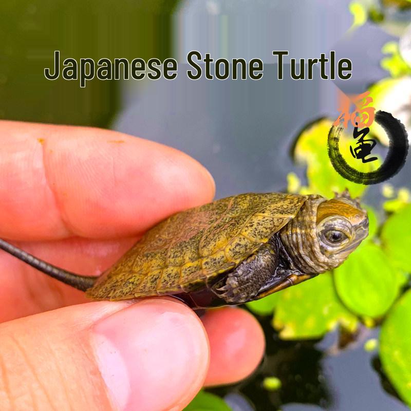 Japanese Stone Turtle Fry - Live Omnivorous Pet and Ornamental Pond Turtle