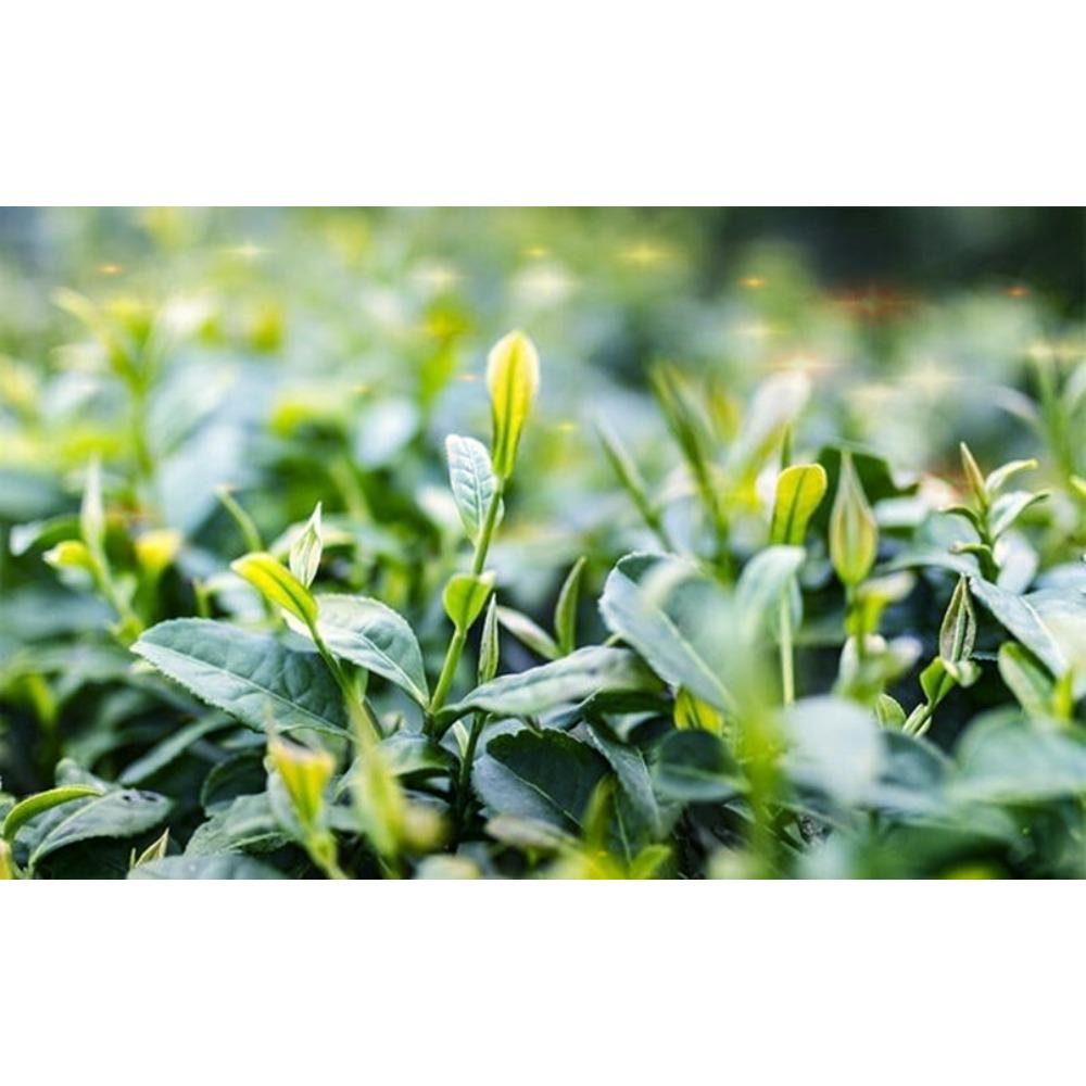 Bingdao Gamla Träd Pu-erh Te Kaka Yunnan Grön 357g